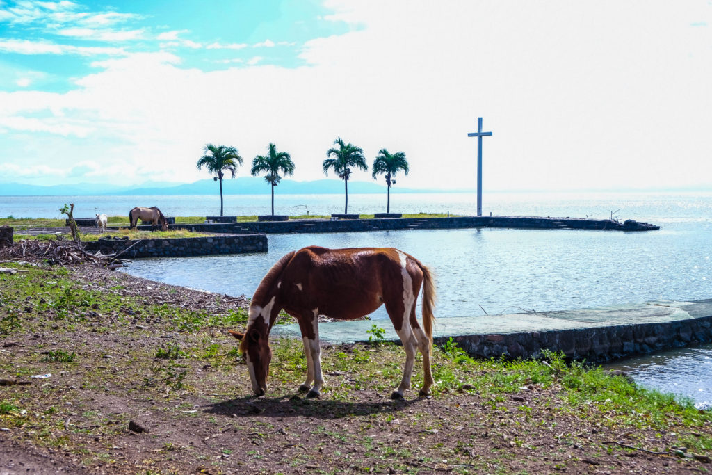 A horse eating grass in front of Lago Cocibolca