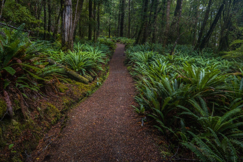 The first ten kilometers of the Kepler Track travel through a forest of ferns.